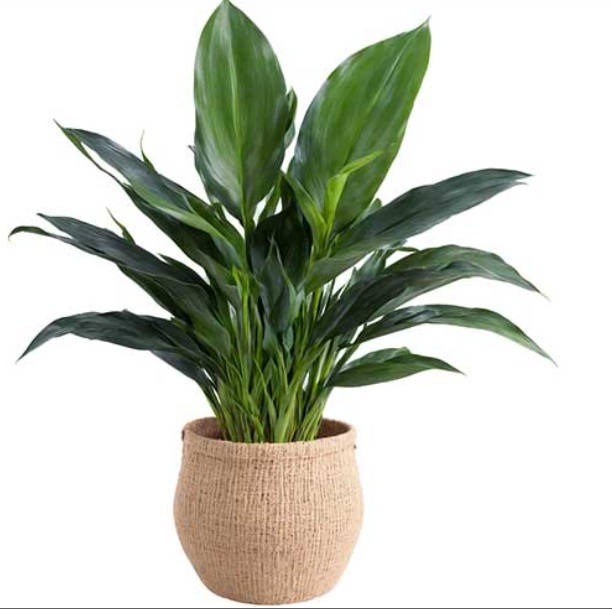 Cast Iron Plant